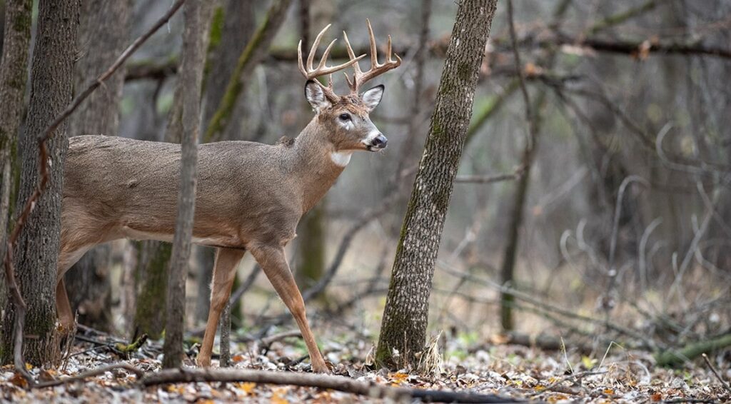 Top Hunting Locations for Deer